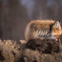 Прятки :: Роман Грушевский