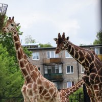 Семейство жирафов в зоопарке г.Калининграда :: Любовь 
