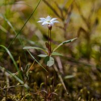 цветок в лесу :: Aleksandr Вавулин
