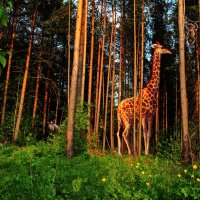 В нашем лесу :: Александр Зигмундович