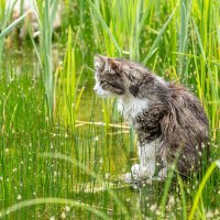 котик на пруду :: Екатерина Счасная