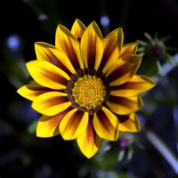 gazania :: Zinovi Seniak