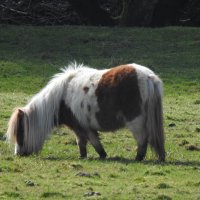 Шетландский пони :: Natalia Harries