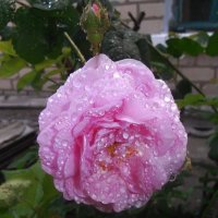 Роза после дождя :: Наталья 