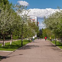 Яблоневая аллея на Крайнем Севере. :: Николай Зиновьев