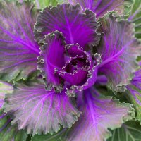 cabbage :: Zinovi Seniak