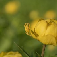 Цветочный жёлтый паук :: Дарья Меркулова