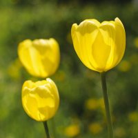Жёлтые тюльпаны :: Сергей Цегельник
