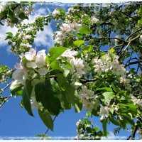 Ветка цветущей яблони :: veera v