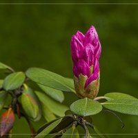 Рододендрон (будет). :: Александр 