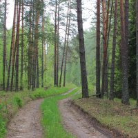 Дорога через сосны :: Григорий охотник