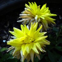 Желтые цветы :: Юлия Денискина