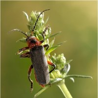 Cantharis fusca Linnaeus, 1758 - Мягкотелка тёмная (бурая) :: Bo Nik