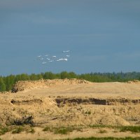 Лебеди...идут на посадку! :: Оксана Галлямова