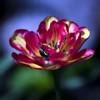 tulip :: Zinovi Seniak