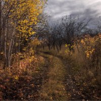 "Облетели листья. Локация"© :: Владимир Макаров