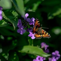 Полет бабочки :: Лариса Корсакова