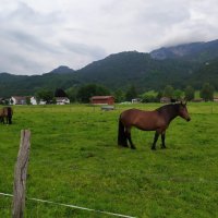 лошадь :: vladimir 