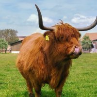 шотландская высокогорная корова :: Elena Wymann