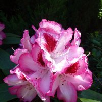 Цветок рододендрона :: Лидия Бусурина