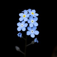 forget-me-nots :: Zinovi Seniak