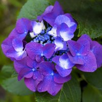 hydrangea :: Zinovi Seniak