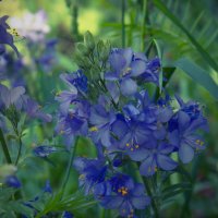 Голубые цветы. :: Galina Serebrennikova