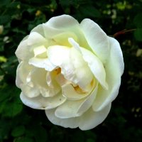Белый цветок шиповника :: Андрей Снегерёв