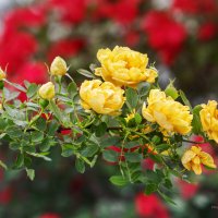 Жёлтая кустовая роза :: Игорь Сарапулов