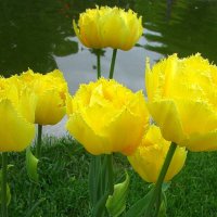 Солнечные тюльпаны :: Ольга Довженко