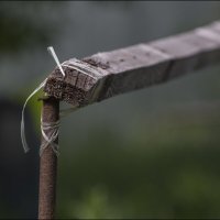 Дачное :: Александр Тарноградский