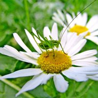 Кузнечик Tettigonioidea Krauss :: Raduzka (Надежда Веркина)