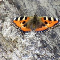 Крпаивница Aglais urticae :: Александр Чеботарь