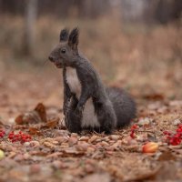 Удивление :: Овсечук Мария 