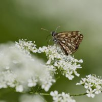 Бабочка :: Александр Запылёнов