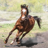 Пони :: SanSan 