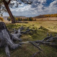 Корни древней лиственницы :: Виктор Четошников