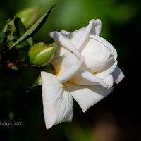 Белая роза на ветке :: Александр Синдерёв
