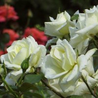 В то летнее утро, 22 июня, вот так же цвели розы... Мы помним и скорбим в этот день... :: Татьяна Смоляниченко