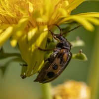 В лучах солнца :: Овсечук Мария 