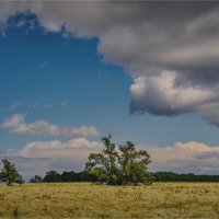 "Крылатые облака над цветочным полем"© :: Владимир Макаров