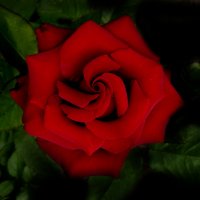 Роза красная. :: Nata 