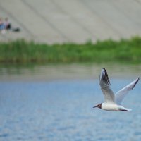 Летающая чайка над рекой малая Кокшага, г. Йошкар-Олы :: Андрей Миронов