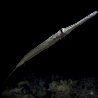 Pipe fish :: Эдуард Альт