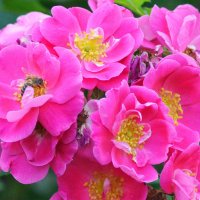 Роза и пчела.. :: Михаил Болдырев 