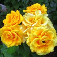 Жёлтые розы – Солнышка лики :: Ольга Довженко