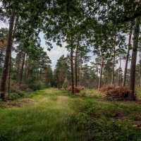 Прибранный лес :: Николай Гирш