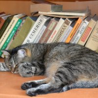 Библиотекарь  Марфа....притомилась :: Андрей Хлопонин
