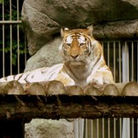 Тигр в зоопарке . Новосибирск. :: Мила Бовкун
