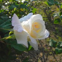 Белая роза с каплями дождя :: Светлана Хращевская